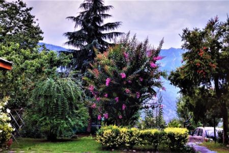 Treetops Cottage