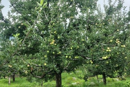 Gharsa – Your Mountain Cottage