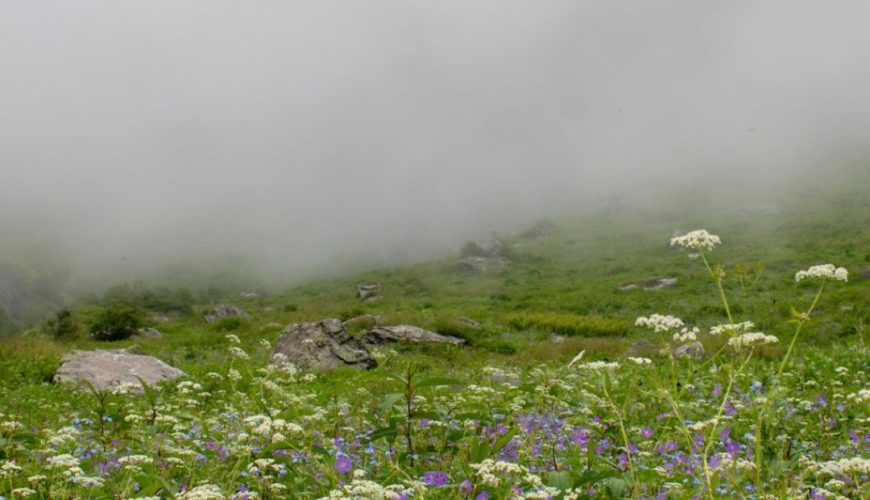 Discover the Magical Valley of Flowers Uttarakhand Secret Spot, India