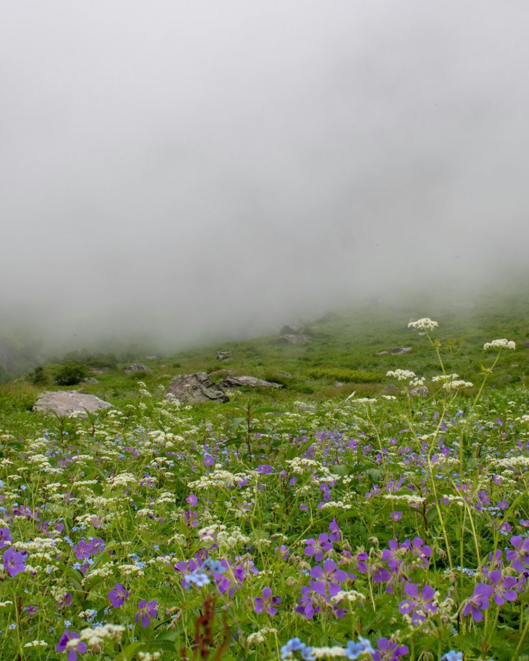 Discover the Magical Valley of Flowers Uttarakhand Secret Spot, India