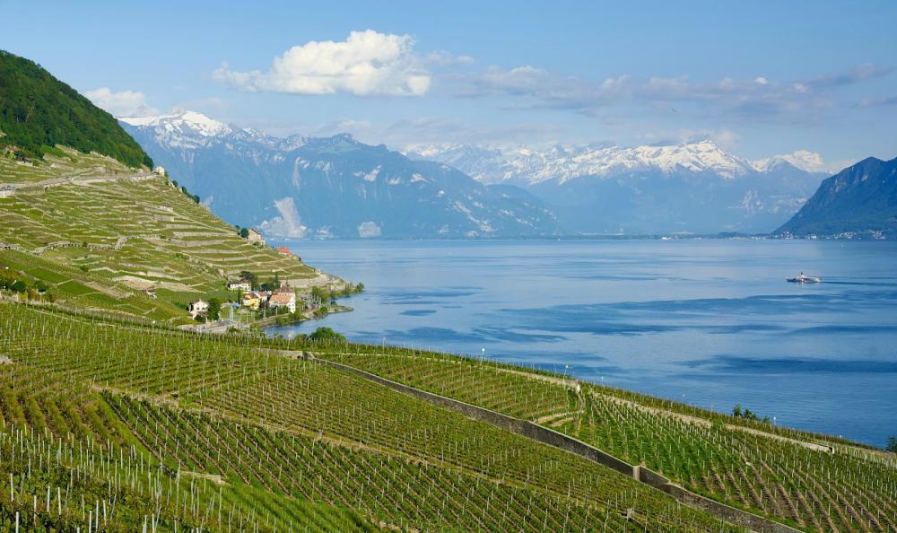 Lavaux Vineyards