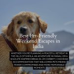 Pet-Friendly