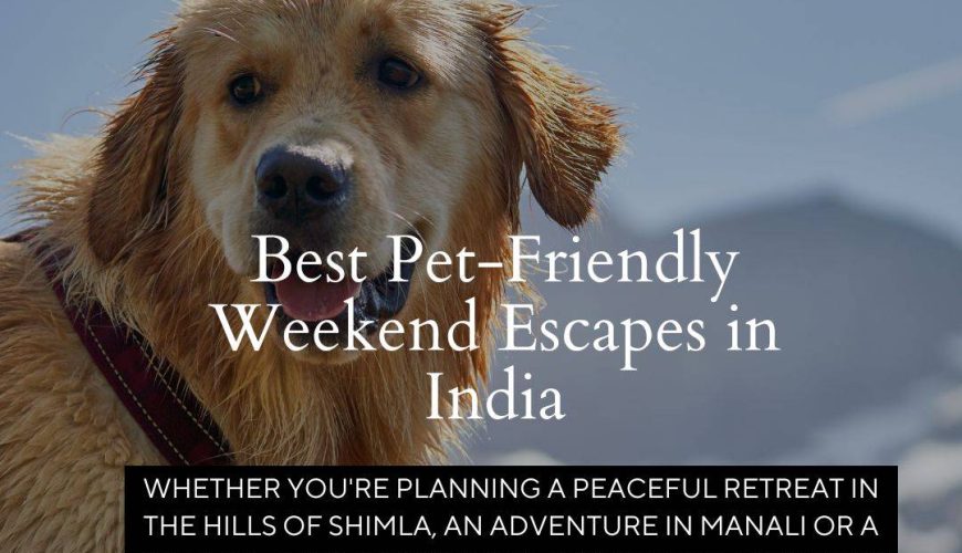 Pet-Friendly