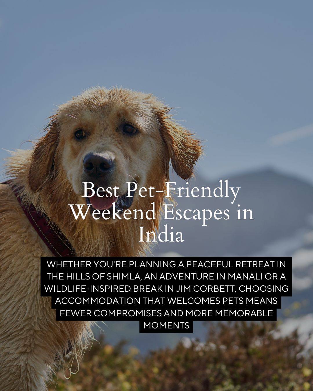 Pet-Friendly